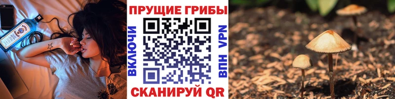 Купить  Хабаровск  Галлюциногенные грибы Cubensis 